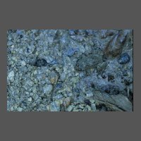 amphi-crapaud-mimetisme-ORoger
