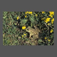 amphi-grenouille_rieuse-JCoatmeur