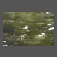 amphi-grenouille_verte-MFuric