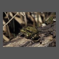 amphi-grenouille_verte2-MFuric