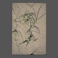 flore-carex-des-sables-ORoger