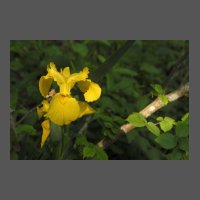 flore-ibis-faux-acore-AChampagne