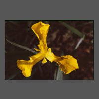 flore-iris-versicolore-CCocagne