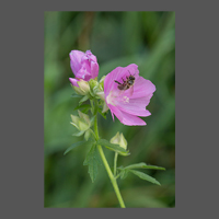 flore-mauve-MFuric