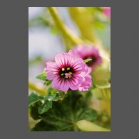 flore-mauve-royale-MFuric