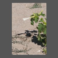flore-stramoine-DJaouen