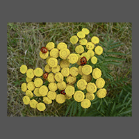 flore-tanaisie-CPortelance