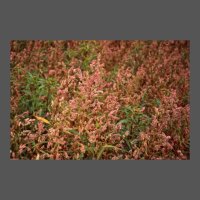 flore-tapis-rouge-JSainson