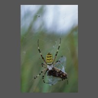 ins-argiope-bruennichi-ORoger