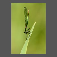 ins-calopteryx-splen-femelle-MDujardin