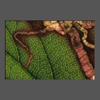 ins-feuille-mineuse-JMarmayou