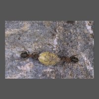 ins-fourmis-pentatomide-JMGourreau