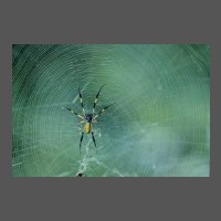 ins-nephila-inaurata-femelle-JCoatmeur