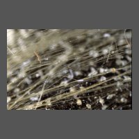 ins-prepona-nymphalidae-FRobeyns