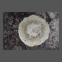 lich-lichen-gris-DJaouen
