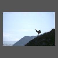 mam-chamois-JPDubois