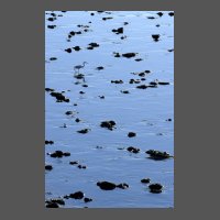 ois-aigrette-ORoger