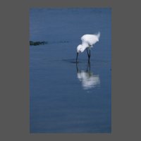 ois-aigrette-garz-JPDubois