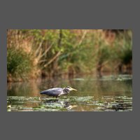 ois-heron-cendre-CCocagne