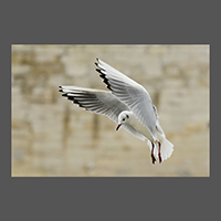 ois-mouette-rieuse-DJaouen3