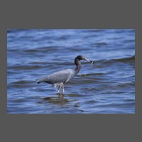 ois-petit-heron-bleu-CPortelance