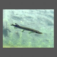 poiss-brochet-JMGourreau