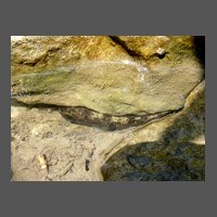 poiss-loche-franche-JMGourreau