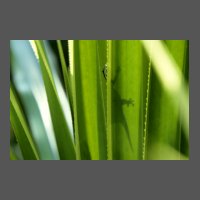 rept-phelsuma-JCoatmeur